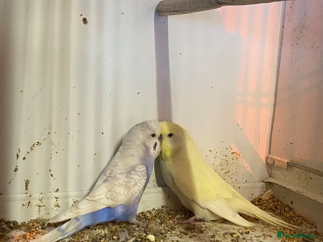 Parakeets birds for sale: Budgies Kakarikie  in Blackpool - Advert 2