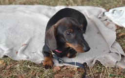 Miniature Dachshund dogs for sale: Miniature Wirehaired Dachshund Boy and Girl in Stowmarket - Image 5