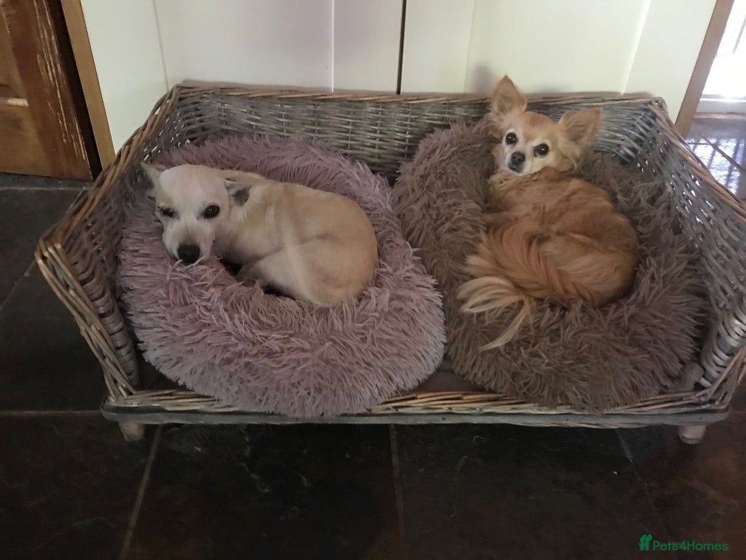 Chihuahua dogs for adoption: Brave little Peanut - Image 7