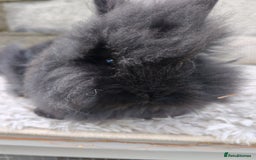 Lionhead rabbits for sale: Due to time wasters I have one black male left  - Image 4