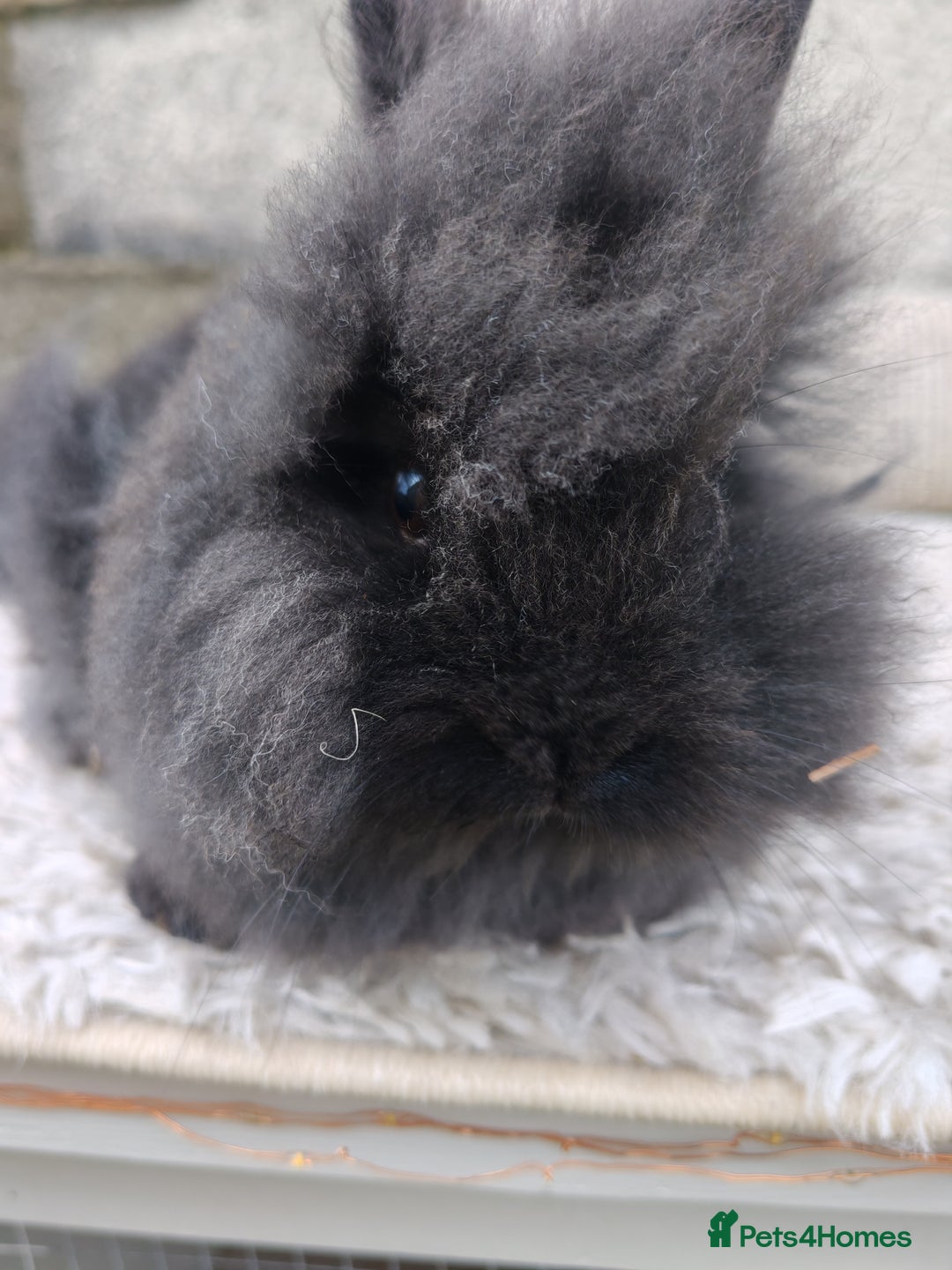 Lionhead rabbits for sale: Due to time wasters I have one black male left  - Image 4