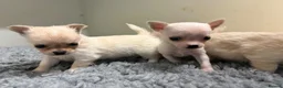 Chihuahua dogs for sale: Kc registered Chihuahua puppies - Advert 9