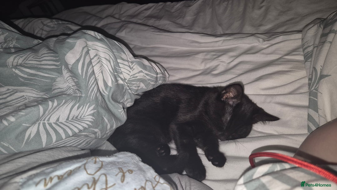 British Longhair cats for sale: Beautiful male kitten for sale - Advert 5