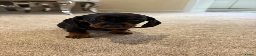 Miniature Dachshund Puppy 2