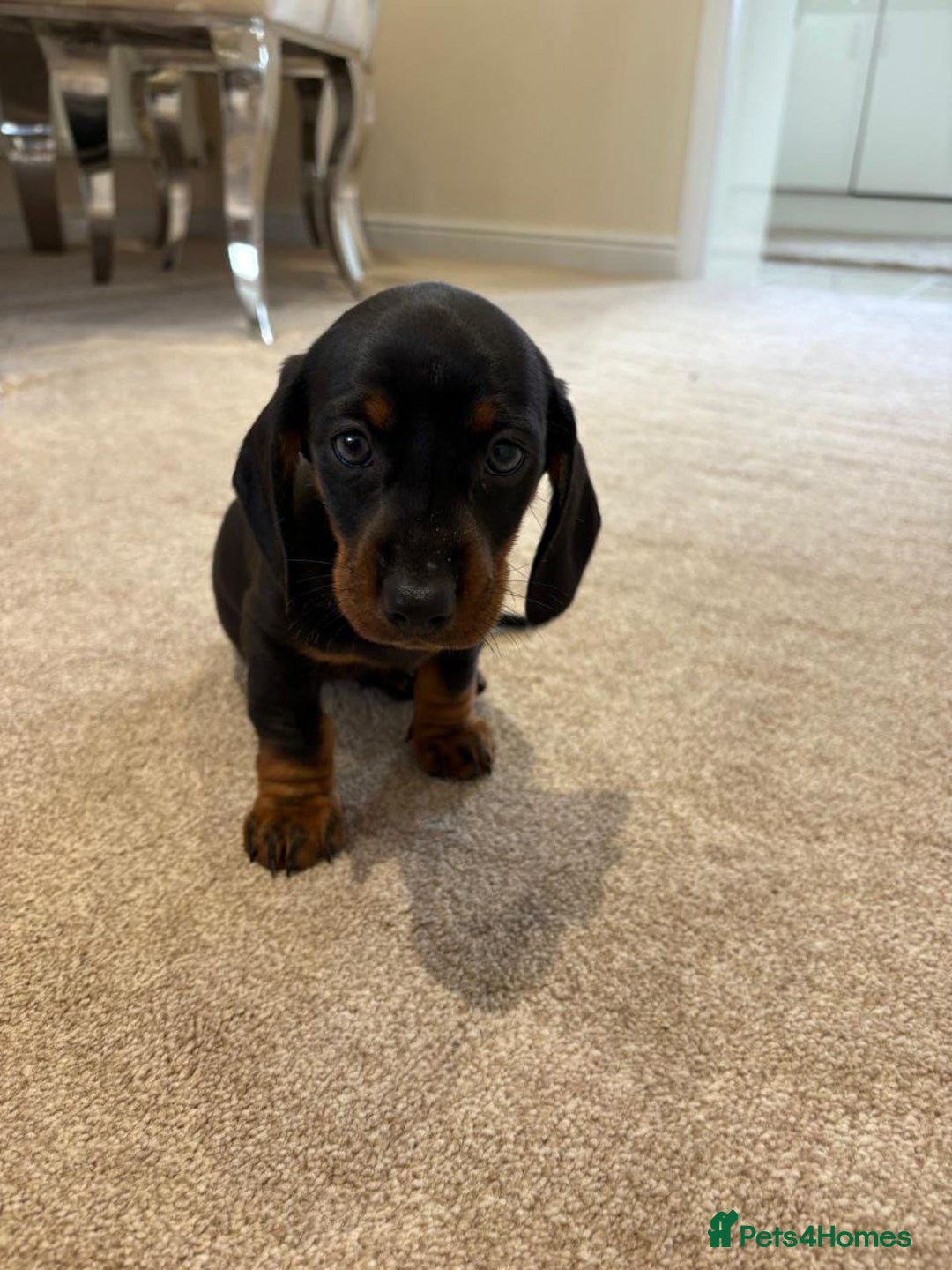 Miniature Dachshund dogs for sale: STUNNING MINIATURE DACHSHUNDS PUPPIES FOR SALE - Image 4