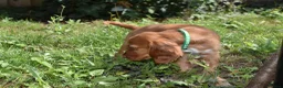 Cocker Spaniel dogs for sale: Ready Now Kc Reg Show Type Cocker Spaniel  - Advert 12