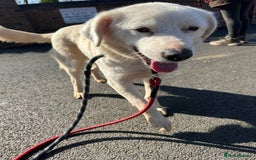 Mixed Breed dogs for adoption: Meet Cloud, currently residing in Cheshire  - Image 8