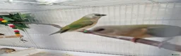 Finches birds for sale: Gouldian and Owl finch - Advert 3