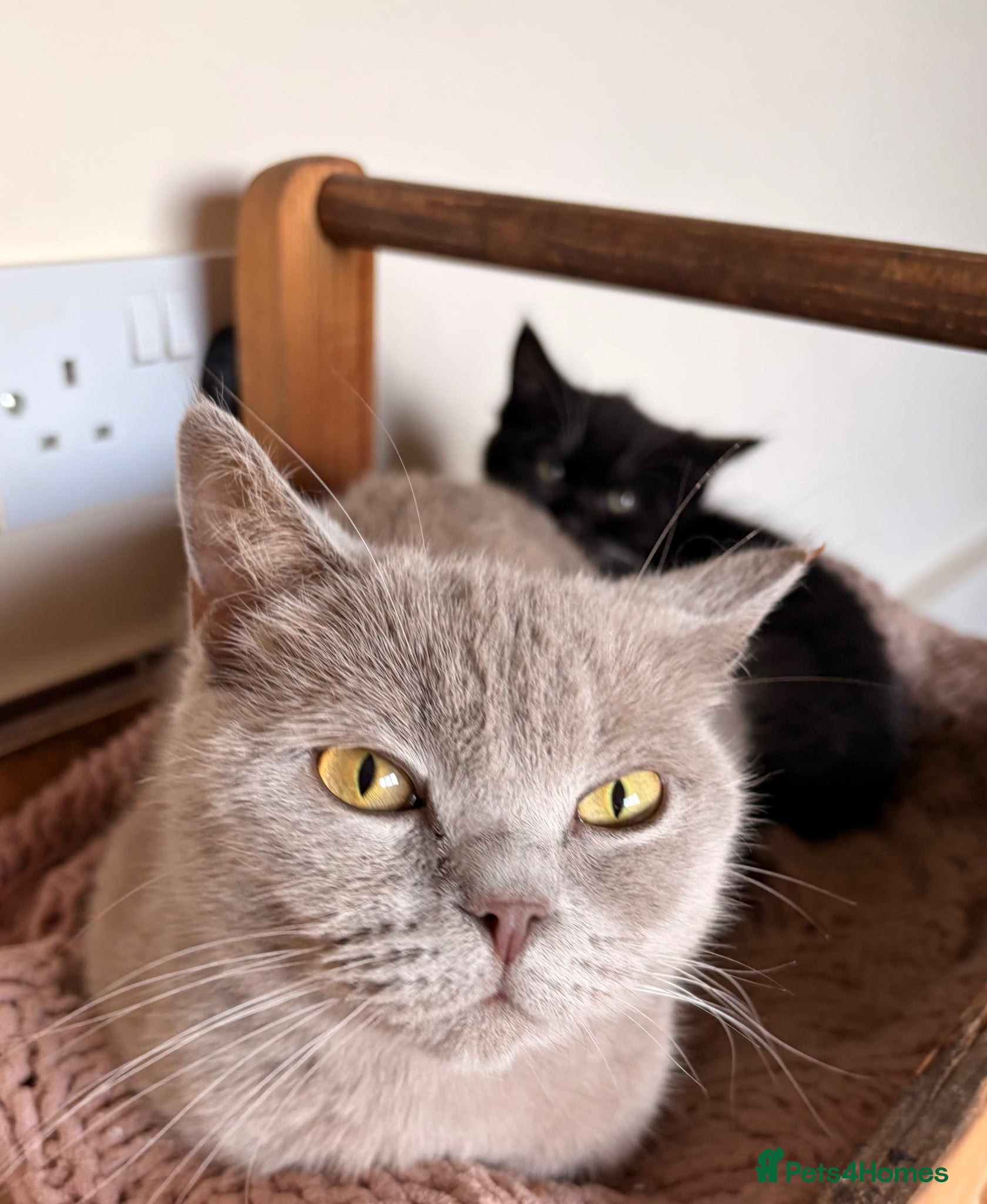 Mixed Breed cats British blue X Kittens -Super cute! - Advert 1