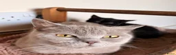 Mixed Breed cats for sale: British blue X Kittens -Super cute! - Advert 1
