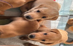 Labrador Retriever dogs for sale: KC Fox Red Labrador Pups - Health tested - Image 7