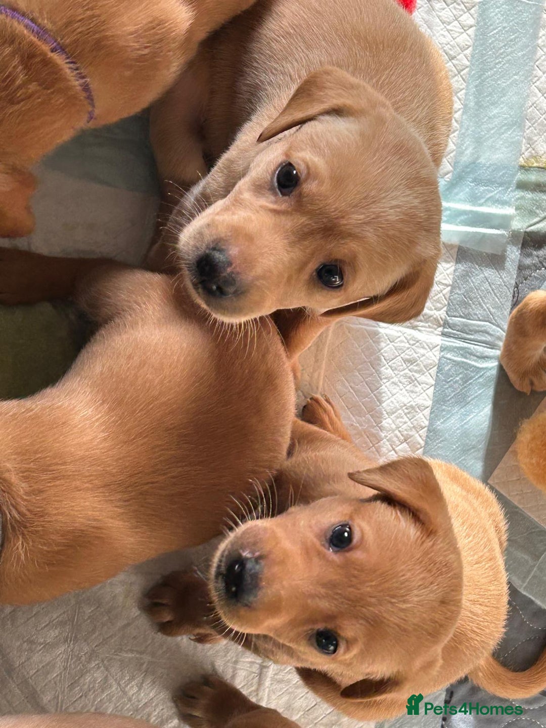 Labrador Retriever dogs for sale: KC Fox Red Labrador Pups - Health tested - Image 7