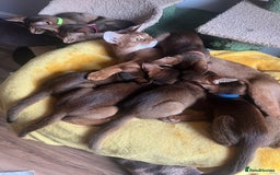Abyssinian cats for sale: Beautiful Abyssinians kittens - Image 25