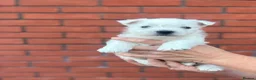 West Highland Terrier dogs for sale: West highland terrier puppies  - Advert 23