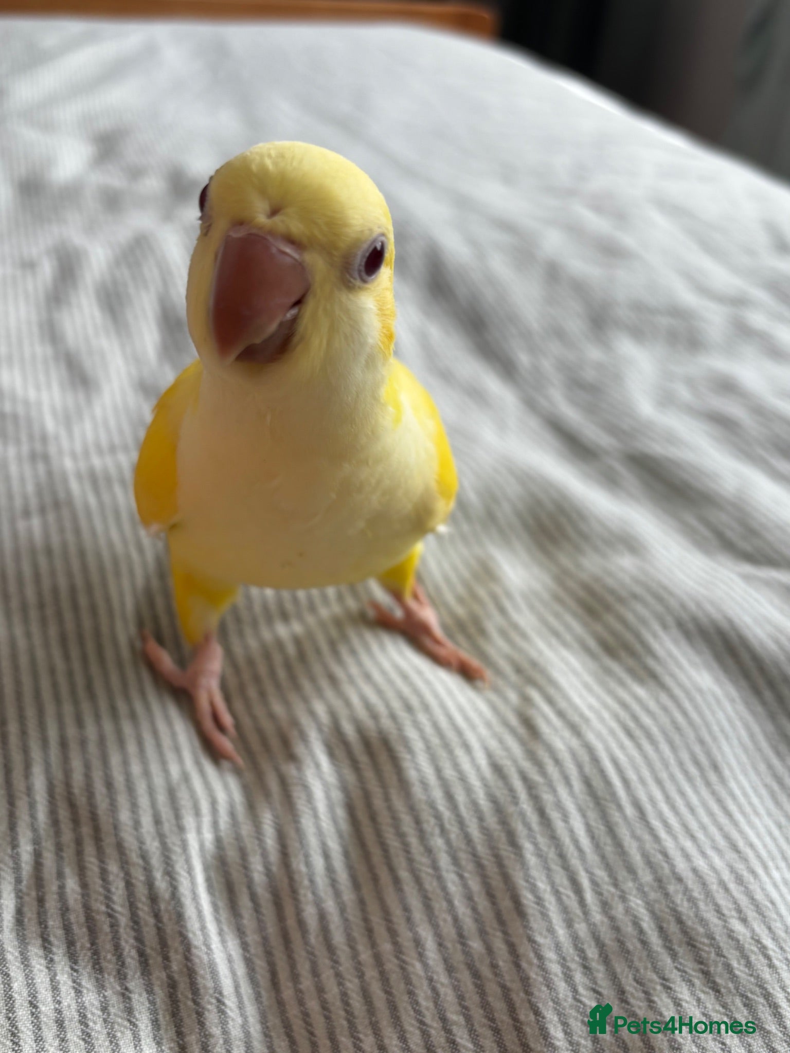 Parrots birds LAST hand reared Quaker baby - Advert 9