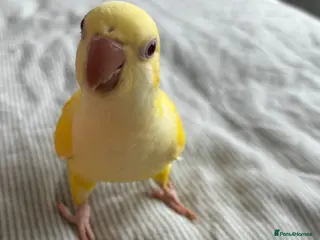 Parrots birds LAST hand reared Quaker baby - Advert 12