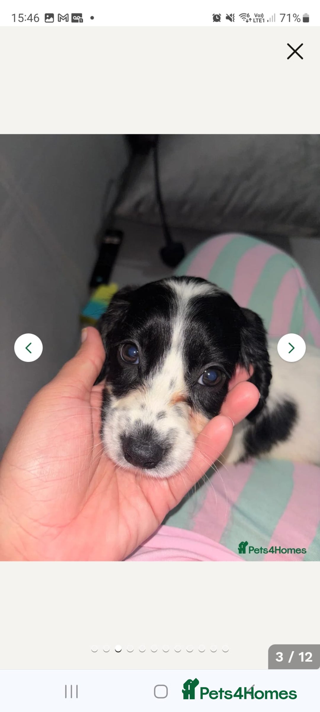 Cocker Spaniel dogs for sale: Black and white female cocker spaniel  - Image 5