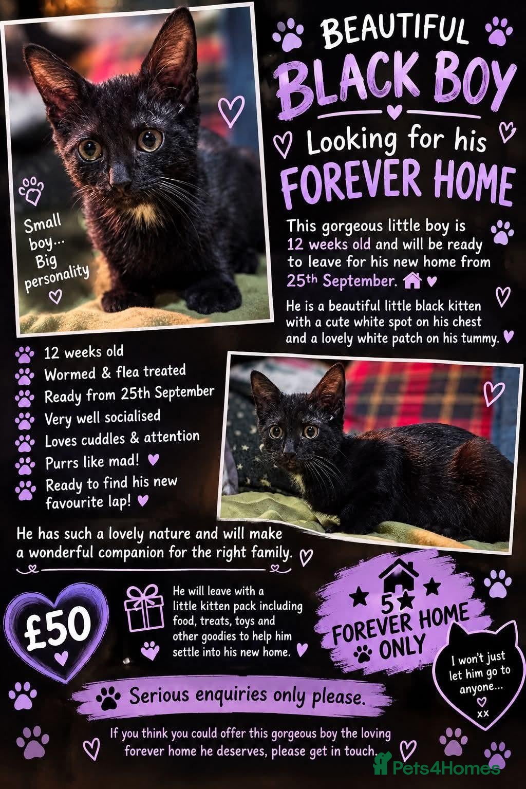 Mixed Breed cats beautiful boy kitten ready now last one left  - Advert 15
