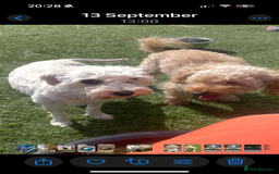 Cavapoo dogs for sale: Adorable cavapoo girl puppy - Advert 3