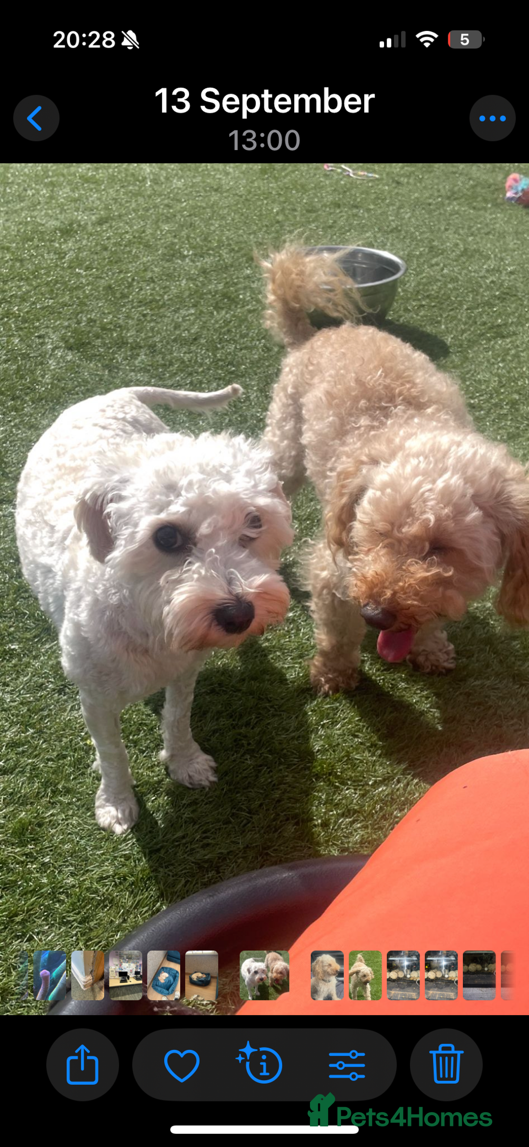 Cavapoo dogs for sale: Adorable cavapoo girl puppy - Advert 3