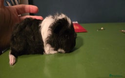 Guinea Pig rodents for sale: Pure Bred swiss boars and pet sows - Image 2