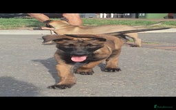 Belgian Shepherd Dog dogs for sale: Belgian Malinois.1girl and 1 boy left.Reduced £ in Peterborough - Image 19