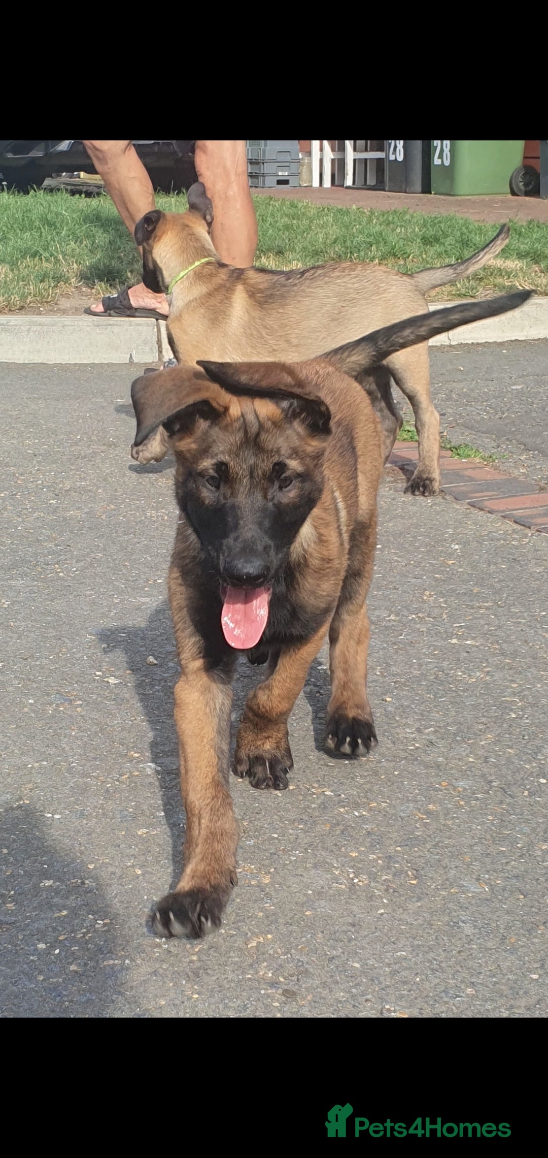 Belgian Shepherd Dog dogs for sale: Belgian Malinois.1girl and 1 boy left.Reduced £ in Peterborough - Image 19
