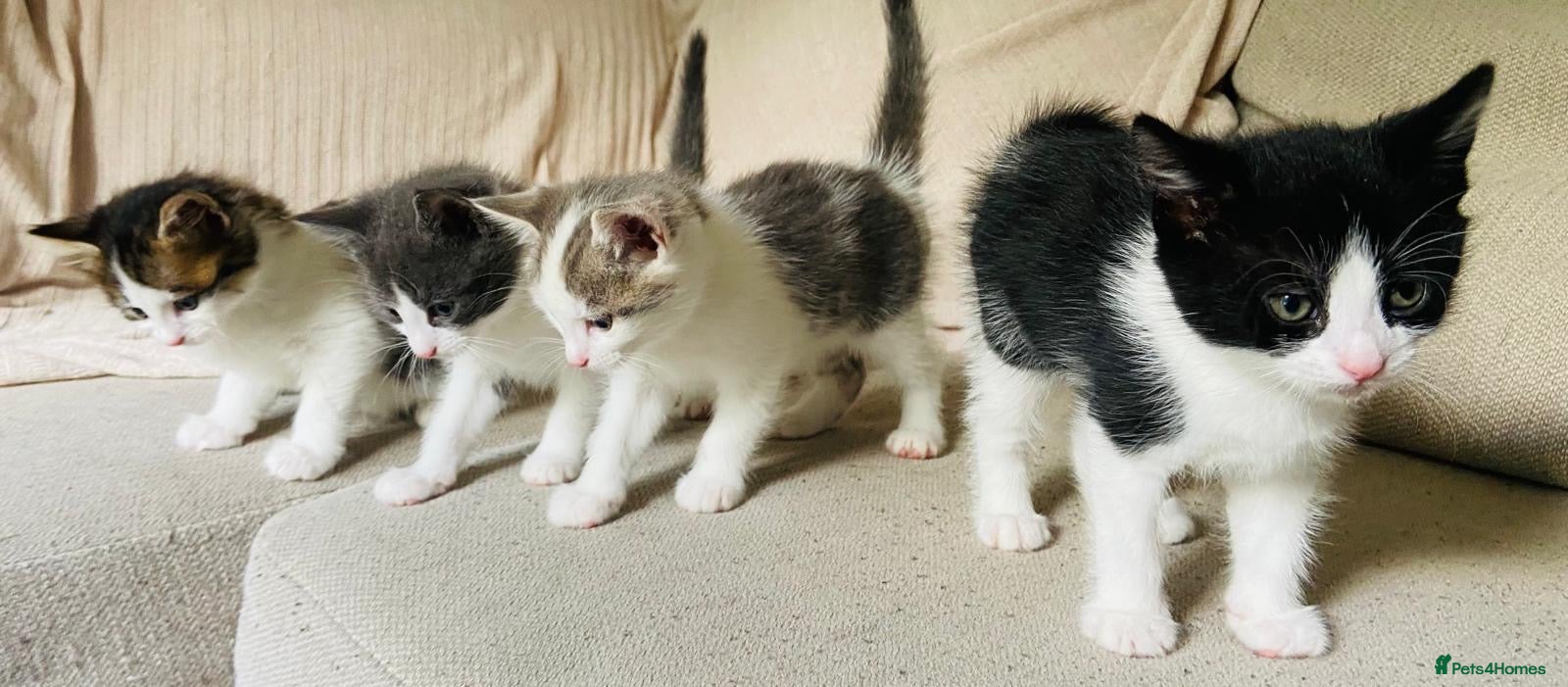 Mixed Breed cats     4 Beautiful Kittens Ready for Forever Homes ❤️ - Advert 2
