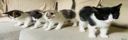 Mixed Breed cats for sale:     4 Beautiful Kittens Ready for Forever Homes ❤️ - Advert 1