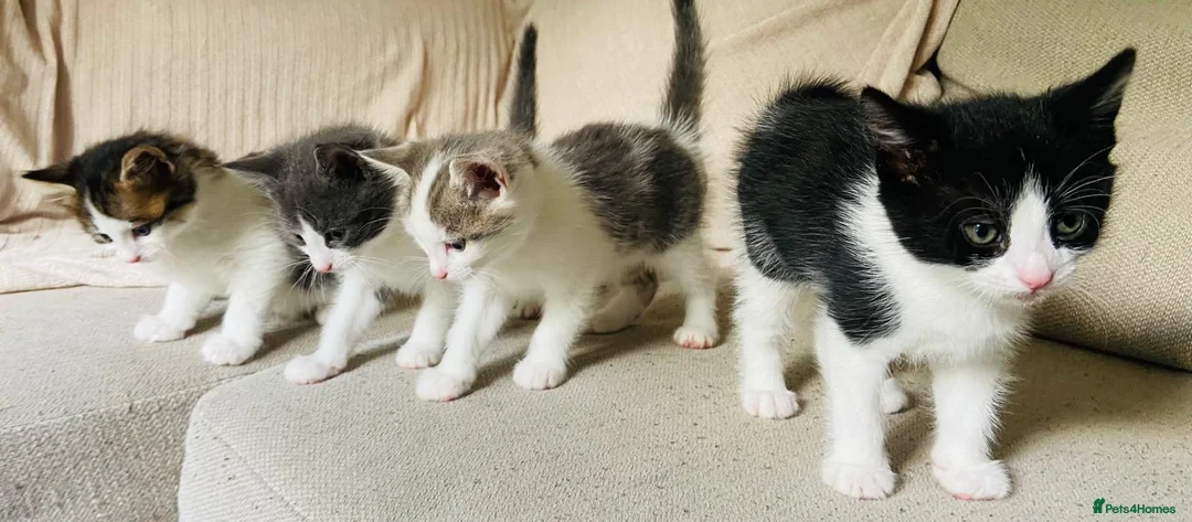 Mixed Breed cats for sale:     4 Beautiful Kittens Ready for Forever Homes ❤️ - Advert 1