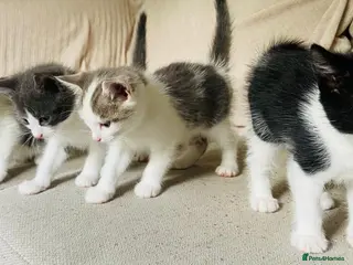 Mixed Breed cats 4 Beautiful Kittens Ready for Forever Homes ❤️ - Advert 14