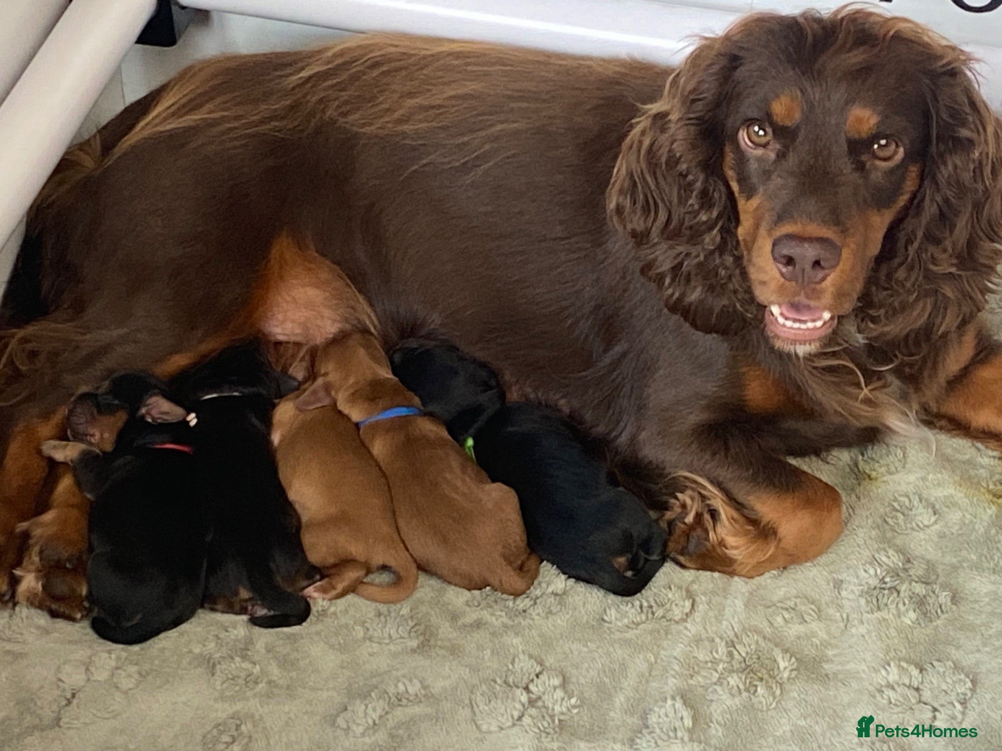 Cocker Spaniel dogs Working Cocker Spaniel puppies - Advert 2