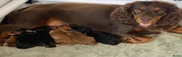 Cocker Spaniel dogs for sale: Working Cocker Spaniel puppies - Advert 2