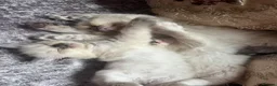 Ragdoll cats for sale: Two girls and one Boy ragdoll kittens ready to go in Swansea - Advert 12