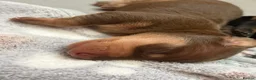Dachshund dogs for sale: Beautiful dachshund puppies - Advert 14