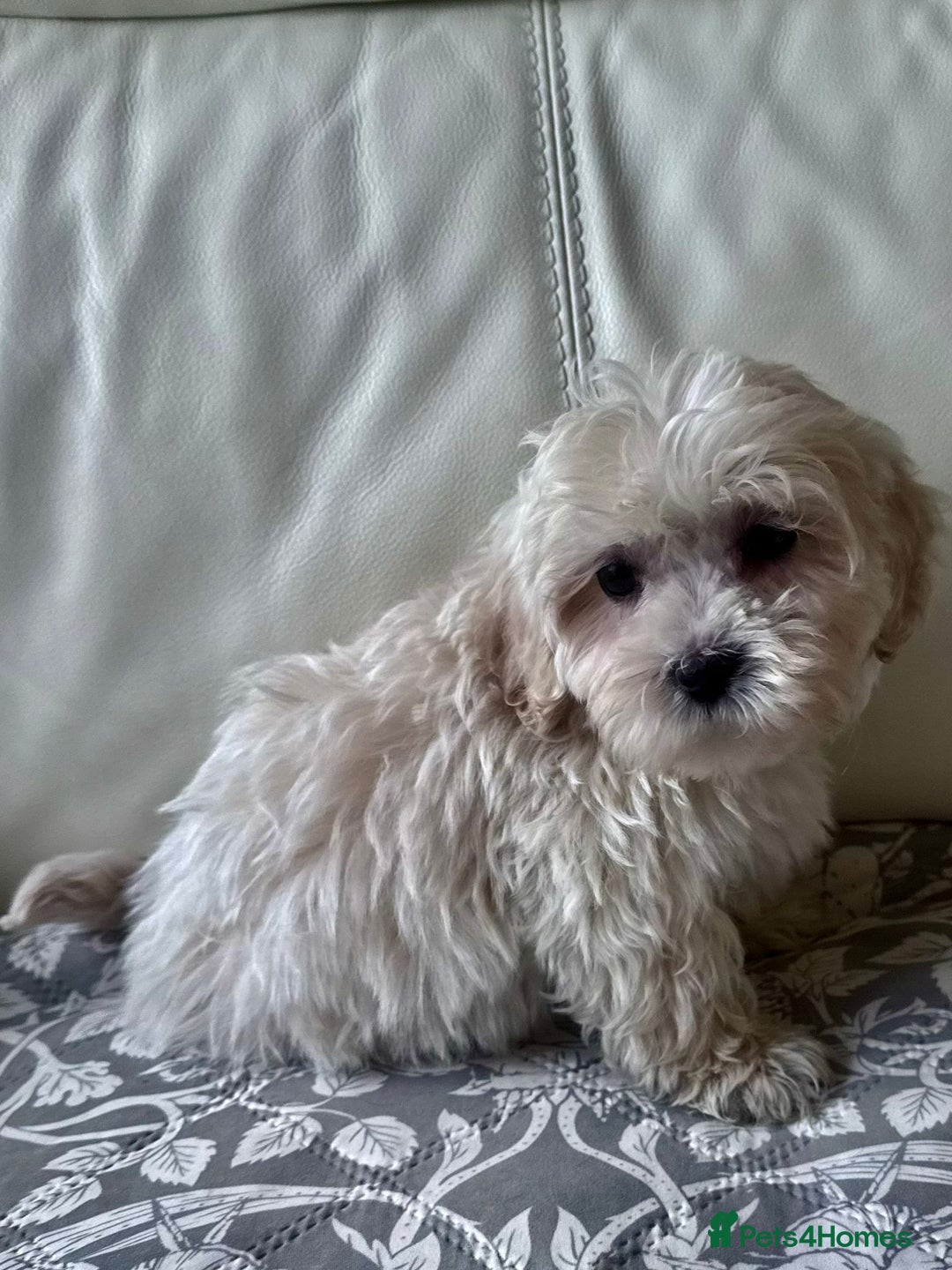 Shihpoo dogs for sale: Shihpoo puppys - Advert 8