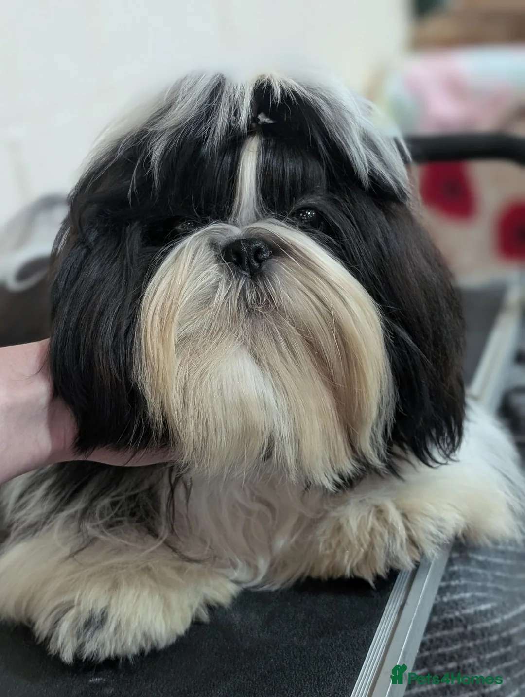 Shih Tzu dogs for stud: Show Boy At Stud - Advert 3