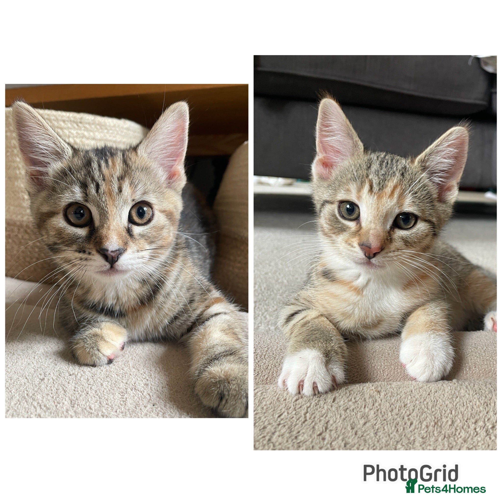 Mixed Breed cats 2 tabby girl kittens unusual colourings  - Advert 1