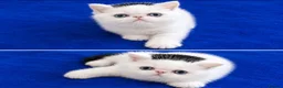 Exotic cats for sale: Superb quality rare exotic kittens. - Advert 21
