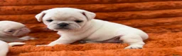 Pug dogs for sale: Perfect pug Puppies - Advert 10