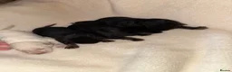 German Shepherd dogs for sale: German Shepard puppies  - Advert 2