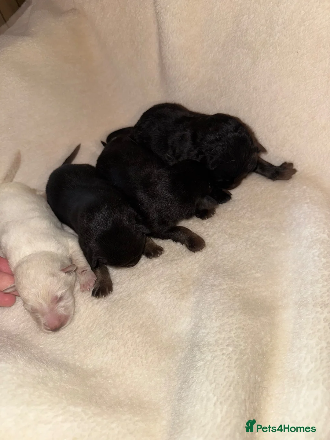 German Shepherd dogs for sale: German Shepard puppies  - Advert 2