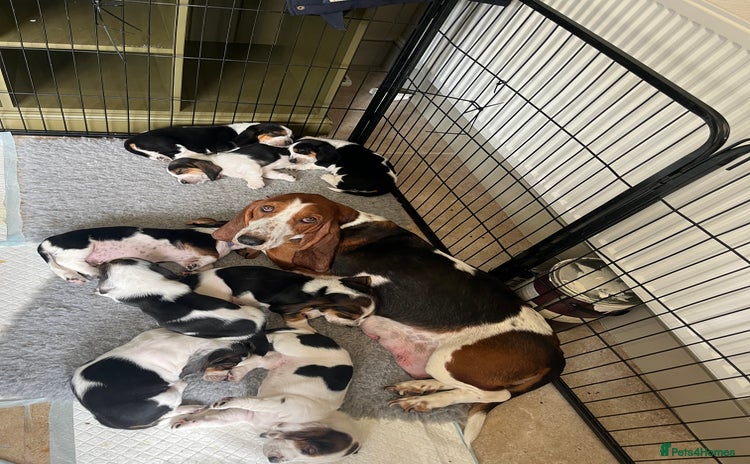 Basset Hound dogs - Advert 1