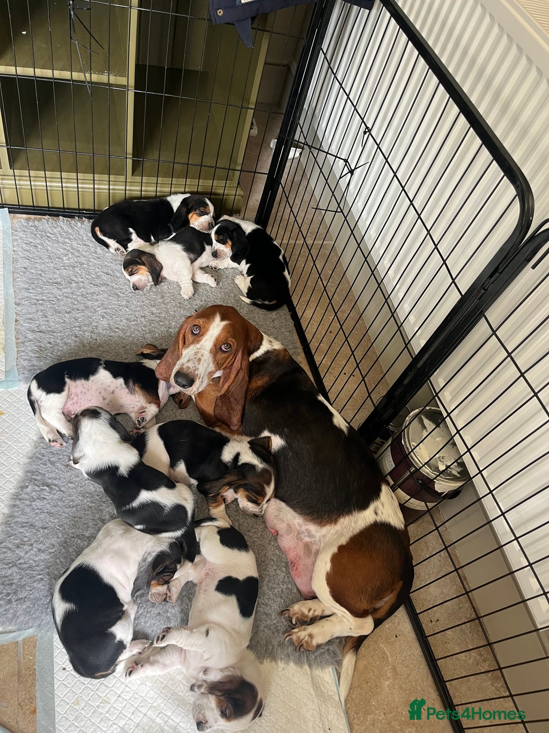 Basset Hound dogs for sale: Beautiful Basset Hound puppies - Image 1