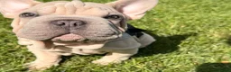 French Bulldog dogs for sale: rope french bulldogs in London - Advert 2