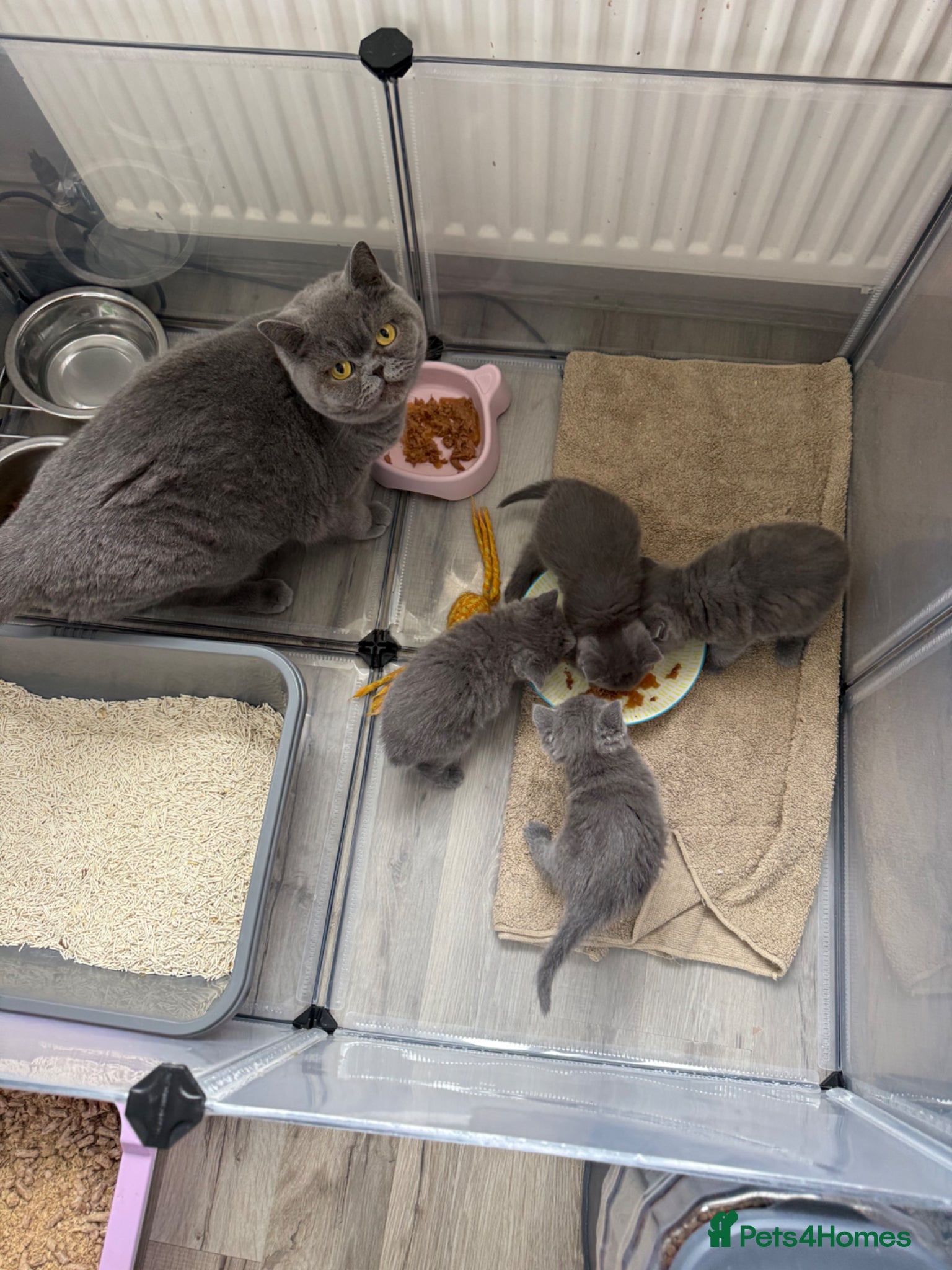 British Shorthair cats for sale: Pedigree British Shorthair Kittens ready to go! - Advert 34