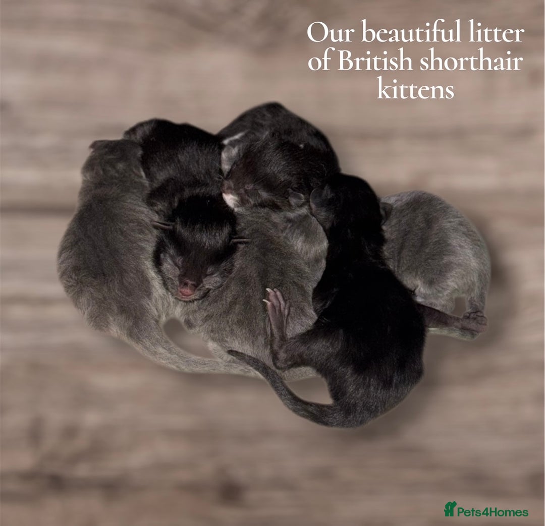 British Shorthair cats for sale: British Shorthair Kittens. - Advert 22