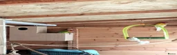 Parakeets birds for sale: Birds  in Ammanford - Advert 1