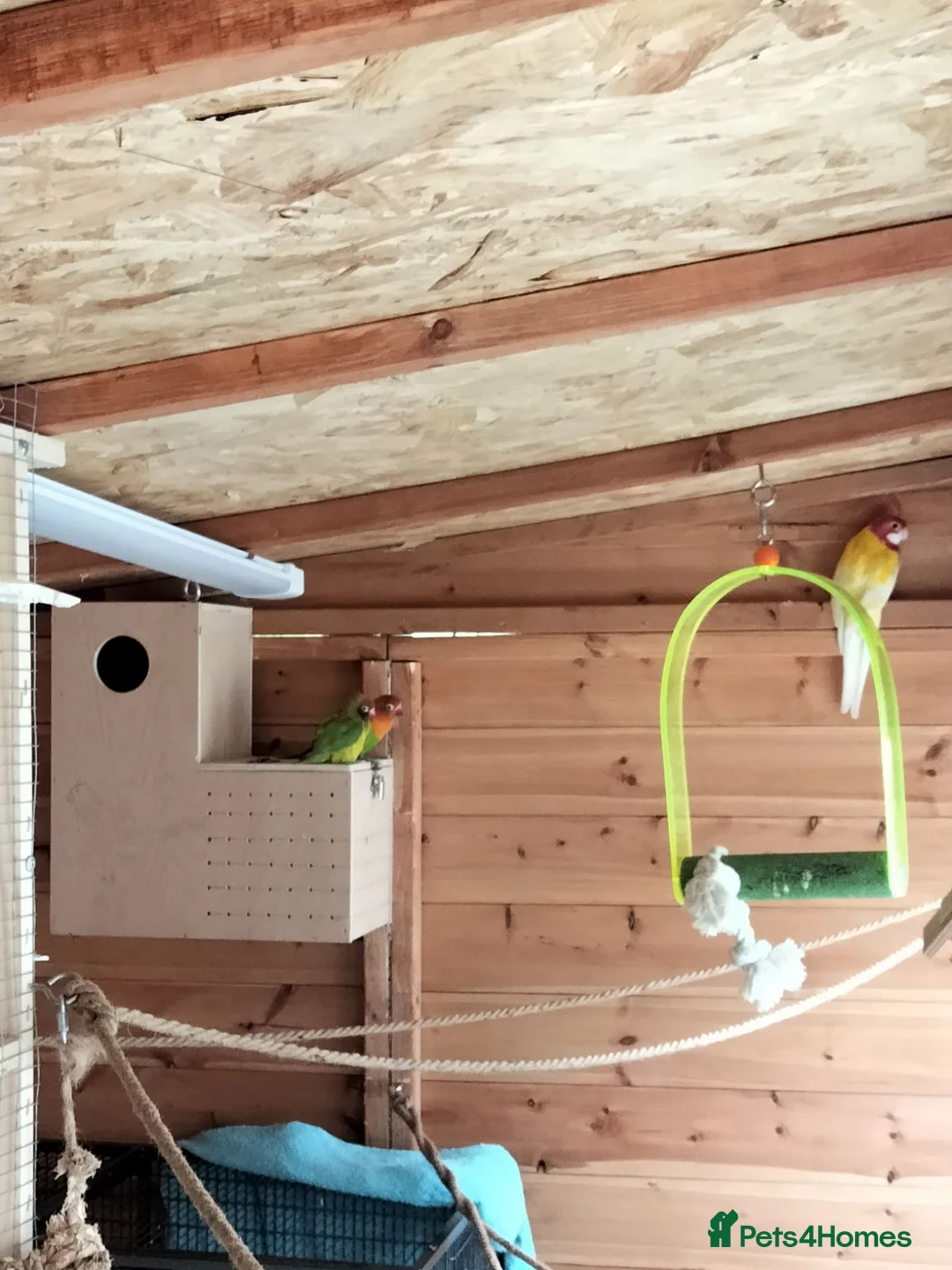 Parakeets birds for sale: Birds  in Ammanford - Advert 1