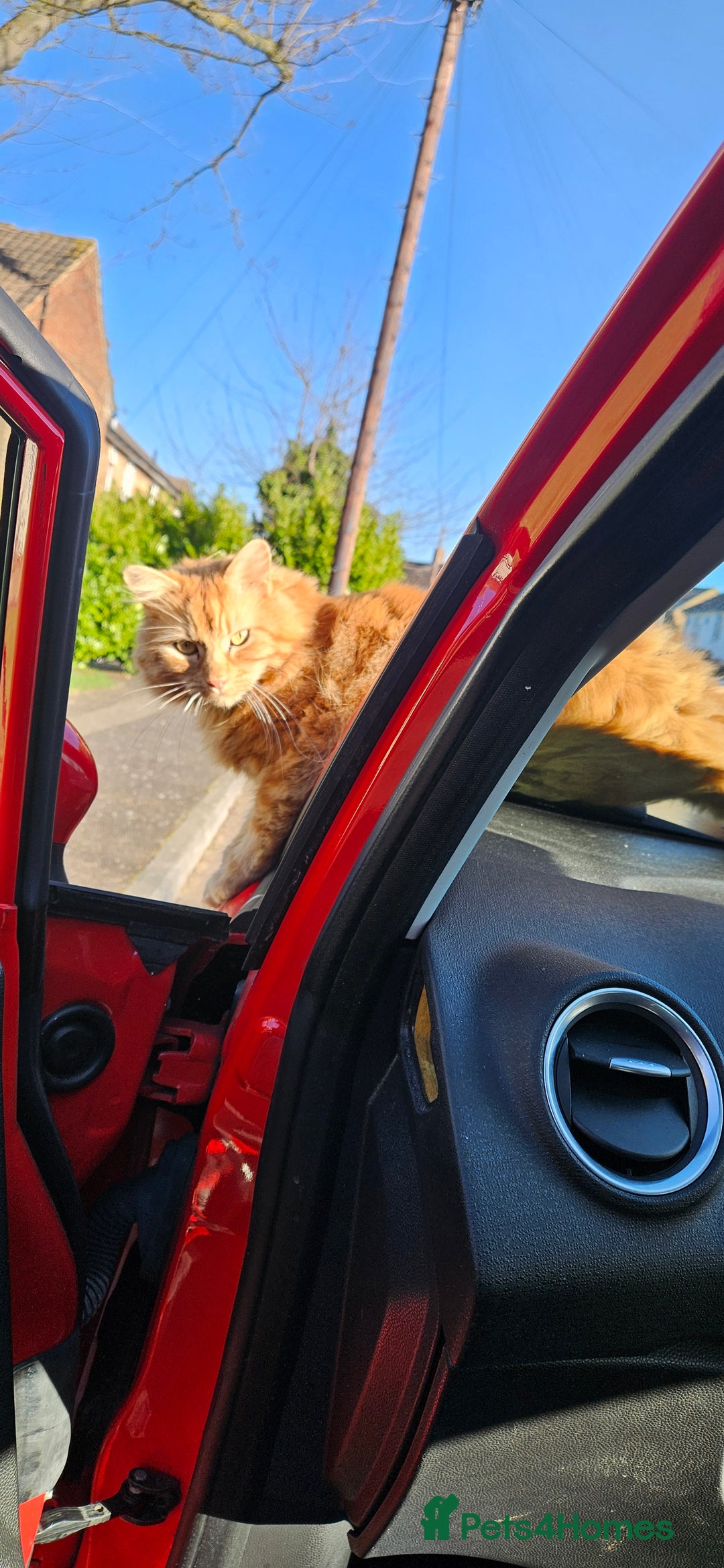 Mixed Breed cats for sale: Simba 💙  - Image 7